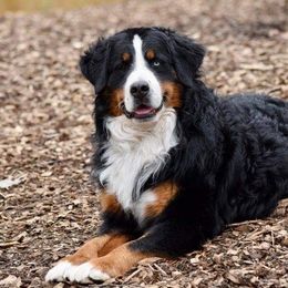 Zeke - Bernese Mountain Dog