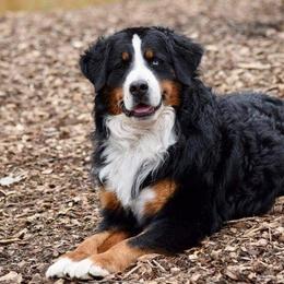 Zeke - Bernese Mountain Dog