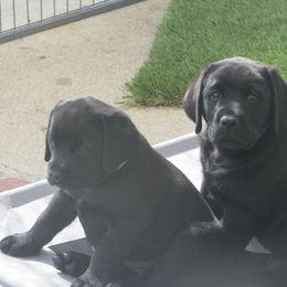 Labrador Retriever Puppies from Lands End Labradors