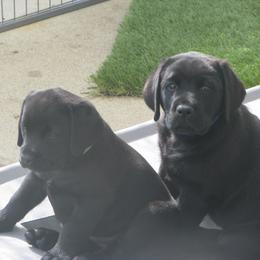 Labrador Retriever Puppies from Lands End Labradors