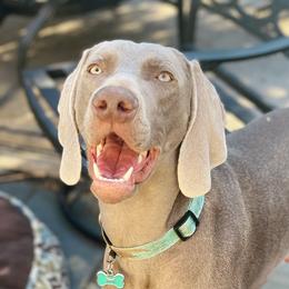Remi - Weimaraner