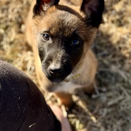 Leopard - Fawn male Belgian Malinois puppy in Briggs, Texas from Madhouse’s Belgian Malinois and German Shepherds