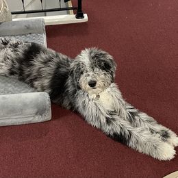 Bernedoodle and Goldendoodle Puppies from A.N.A. Doodles