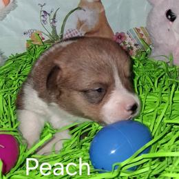 Girl 1 - female Pembroke Welsh Corgi puppy in Kingman, Kansas from Tiny Titans K9