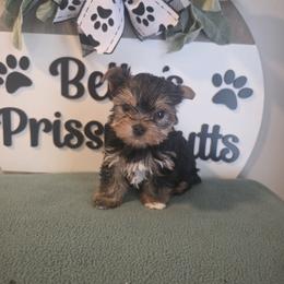 Ansley - Black and tan female Yorkshire Terrier puppy in Clermont, Florida from Bella's Prissy Butts