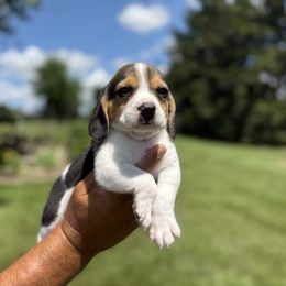 Male1-Kevin - Black tan and white male Beagle puppy in Hudson, Michigan from Bachman’s Kennel