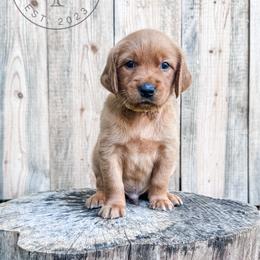 Stone - yellow - Dark golden male Golden Retriever puppy in Greeneville, Tennessee from Cultivate Farm
