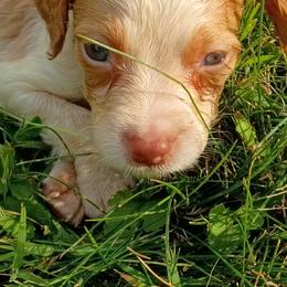 Boy 2 - Orange and white male Brittany puppy in Mishawaka, Michigan from Riverbend Brittanys