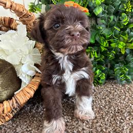 Eden - Liver female Miniature Schnauzer puppy in Hemet, California from Journee Home Mini Schnauzers