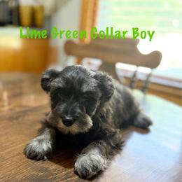 Lime Green Collar Boy - Black and silver male Miniature Schnauzer puppy in Kansas City, Kansas from Daniel Morlan