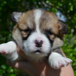 Charm - Red male Pembroke Welsh Corgi puppy in Edna, Texas from MG Corgis