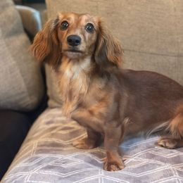 Baked bean - Dachshund