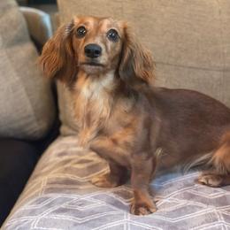 Baked bean - Dachshund