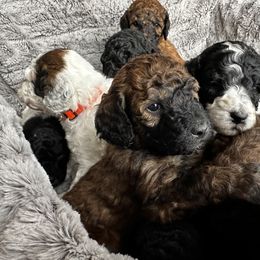 Poodle Puppies from Rocky Mountain Standards
