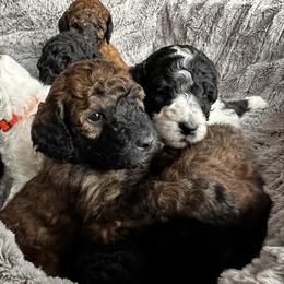 Poodle Puppies from Rocky Mountain Standards