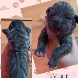 REIGN - Blue female Great Dane puppy in Wellsville, New York from Prophecy Danes
