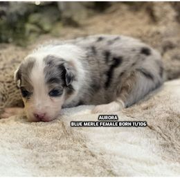 Aurora - Blue merle female Australian Shepherd puppy in Bethany, Connecticut from Wynter Thyme Manor Australian shepherds