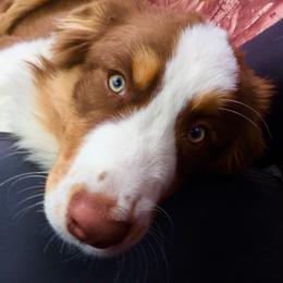 Karma - Australian Shepherd
