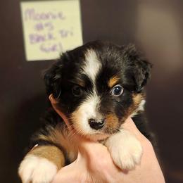 Black tri girl 5 - Black tri female Toy Australian Shepherd puppy in Hampton, Tennessee from TC Farms Stock Dogs - Miniature Australian Shepherds