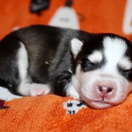 Mayor - Black and white male Pomsky puppy in Centerville, Iowa from LJ Kennels Pomskies, LLC