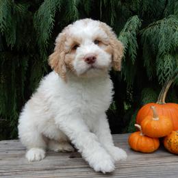 Carl - Parti male Labradoodle puppy in Millersburg, Ohio from My Pals