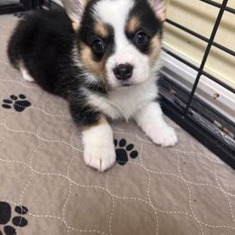 Pembroke Welsh Corgi Puppies from Chases Dream Kennel