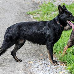 Nyla - German Shepherd