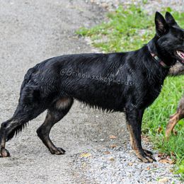 Nyla - German Shepherd