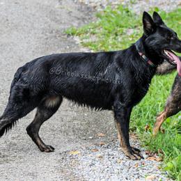Nyla - German Shepherd