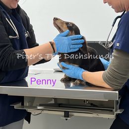 Dachshund Puppies from Piper’s Tree Dachshunds