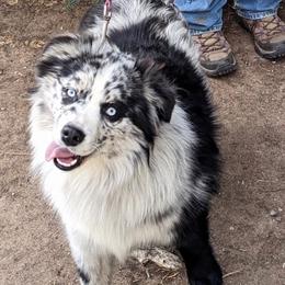 Echo - Miniature Australian Shepherd