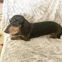 Pepper - Dachshund