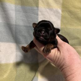 Sam - Red male Shih Tzu puppy in Sharon, Pennsylvania from Keystone Danes and Shih tzus