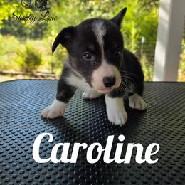 Caroline - Black and white female Cardigan Welsh Corgi puppy in Bland, Missouri from Shadey Lane Corgis
