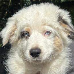 Miniature American Shepherd puppies from Malachi Kennels
