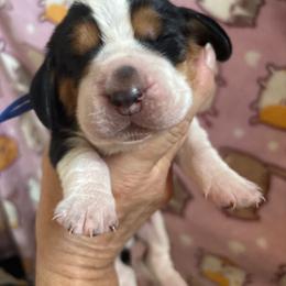 Willy - Black brown and white male Basset Hound puppy in Manton, Michigan from BeckysBassets
