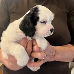 Leo - Black and white male Cocker Spaniel puppy in Church Point, Louisiana from Acadia's Cockers
