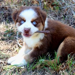 Miniature Australian Shepherd Puppies from AussiesRus