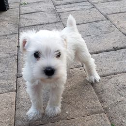 Miniature Schnauzer Puppies from LUXE'S PUPS