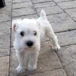 Miniature Schnauzer Puppies from LUXE'S PUPS