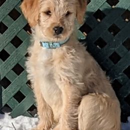 Labradoodle and Poodle Puppies from Caldron Falls Doodles and Poodles