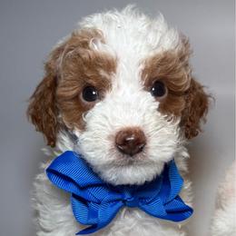 AKC Cider - Male - Parti male Poodle puppy in Tampa, Florida from The Sweet Life of a Toy Poodle