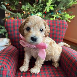 PEACHES  small - Apricot female Schnoodle puppy in Fredericksburg, Virginia from Growing Puppies
