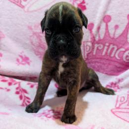 Mariska - Brindle female Boxer puppy in Campbellsville, Kentucky from Bellbox German Boxers