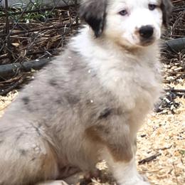 Australian Shepherd Puppies from Blue Barn Aussies ltd