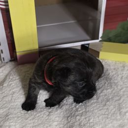 Miss Red - Red brindle female Cairn Terrier puppy in Savannah, Missouri from WoodSchott Cairn Terriers