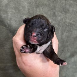 Oak - Brindle male Boxer puppy in Briggs, Texas from Dark Horse Boxers