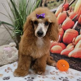 Poodle puppies from Leerose Puppies
