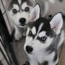 Pomsky Puppies from Peoria Pomskies