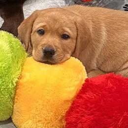 Labrador Retriever Puppies from Rustic Ridge Labradors